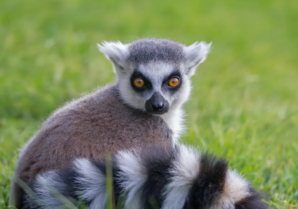 pet lemurs