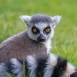 pet lemurs