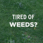 Tired of lawn weeds? How Fort Worth home owners can take control