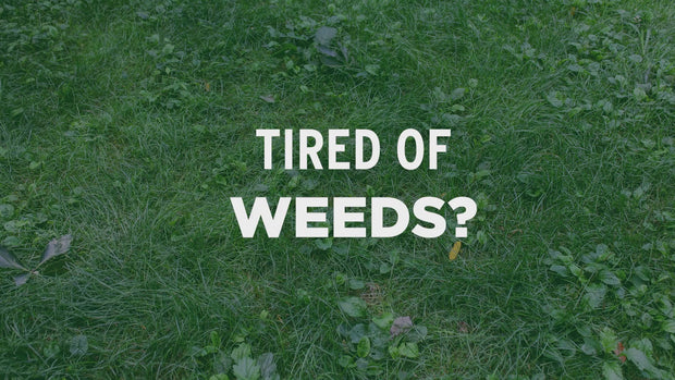 Tired of lawn weeds? How Fort Worth home owners can take control