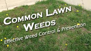 Tired of lawn weeds? How Fort Worth home owners can take control